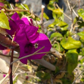 Bougainvillea spectabilis