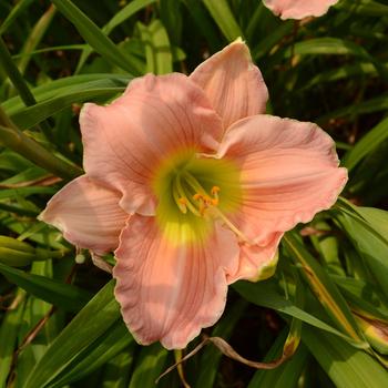 Hemerocallis 'Rose Emily'