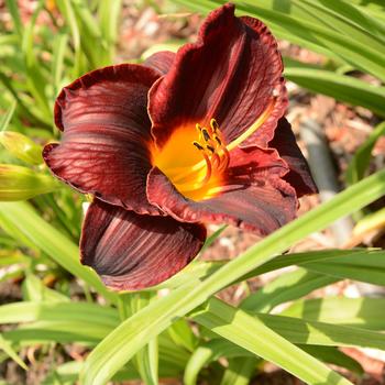 Hemerocallis 'Obsidian'