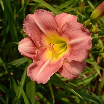 Hemerocallis 'Preppy Pink' 