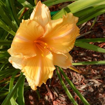 Hemerocallis 'Orange Velvet'