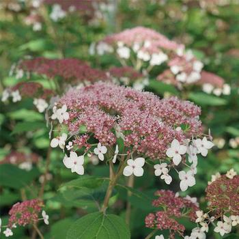 Hydrangea arborescens 'SMHALP' 