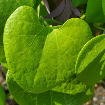 Aristolochia gigantea