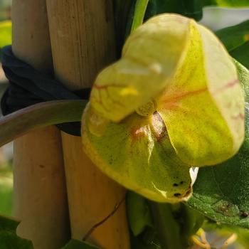 Passiflora 'Lady Margaret' 