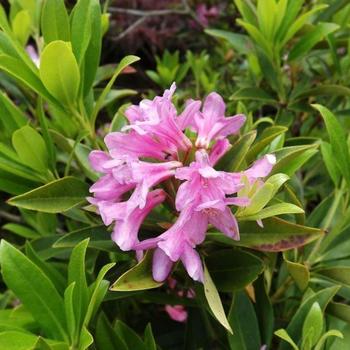 Rhododendron 'Laetevirens' 