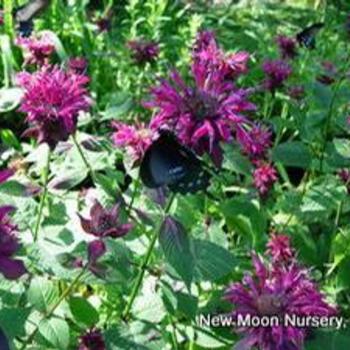 Monarda 'Judith's Fancy Fuchsia' 