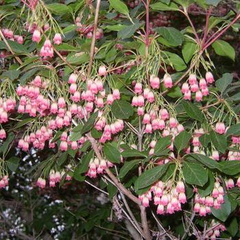 Enkianthus campanulatus 'Summer Hill' 