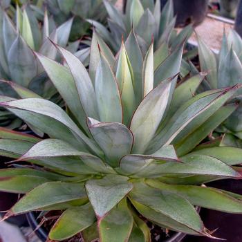 Agave 'Moonshine' 