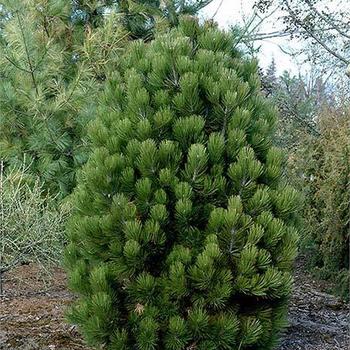Pinus leucodermis 'Gnome' 