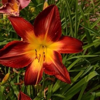 Hemerocallis 'Ruby Spider' 