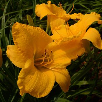 Hemerocallis 'Mary's Gold' 