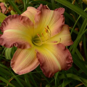 Hemerocallis 'Swedish Girl' 