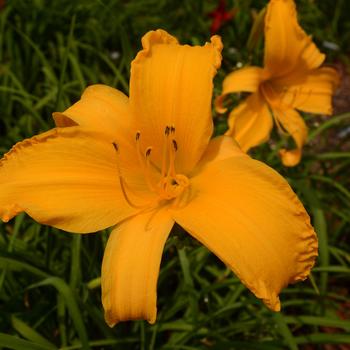 Hemerocallis 'Jersey Spider' 