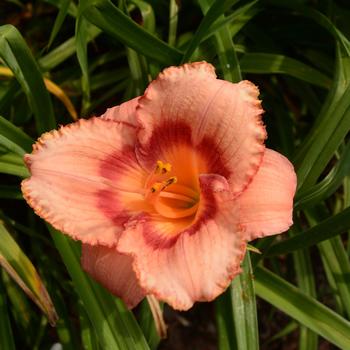 Hemerocallis 'Strawberry Candy'