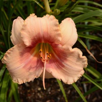 Hemerocallis 'Exotic Candy'