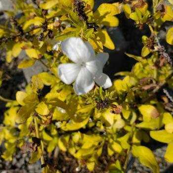 Plumbago auriculata f. alba 'Monite' 