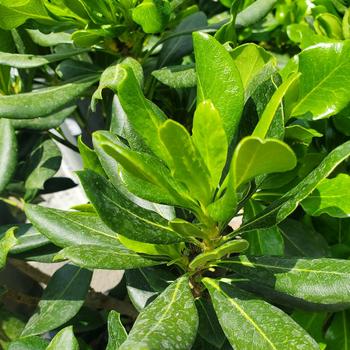 Pittosporum tobira 'Oakleaf' 