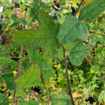 Anisodontea 'Barely Boysenberry' 