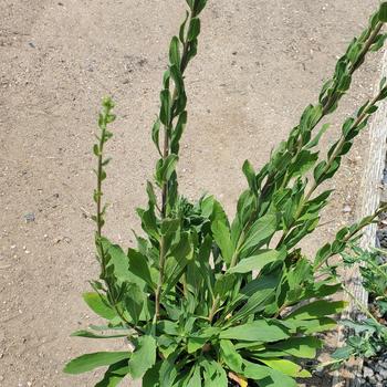 Solidago californica