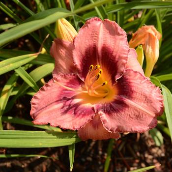 Hemerocallis 'Wineberry Candy' 