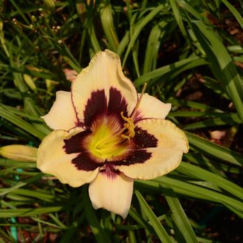 Hemerocallis 'Moonlit Masquerade' 