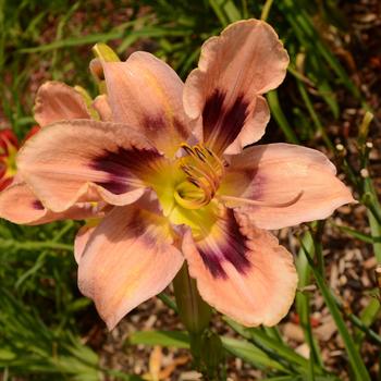 Hemerocallis 'Paper Butterfly'