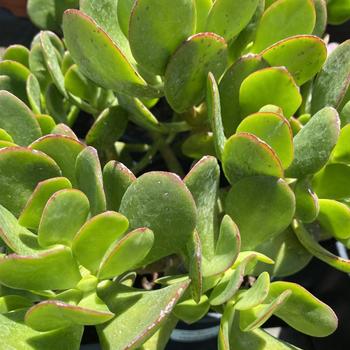 Crassula pubescens ssp. radicans