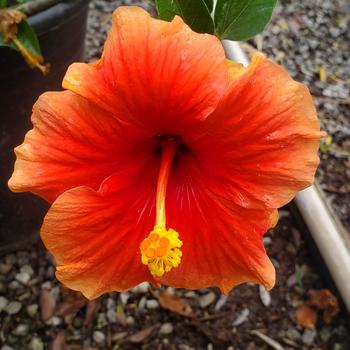 Hibiscus rosa-sinensis 'Florida Sunset' 