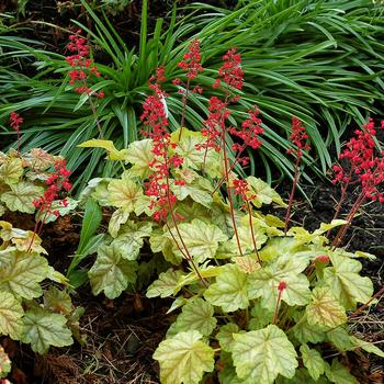 Heuchera 'Tokyo' 