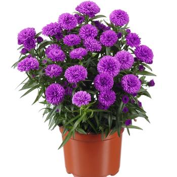 Aster novi-belgii