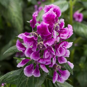 Cuphea llavea 'Lavender Bicolor' 