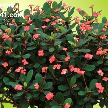 Euphorbia milii 'Rosy' 