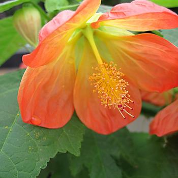 Abutilon Lucky Lantern™ Tangerine