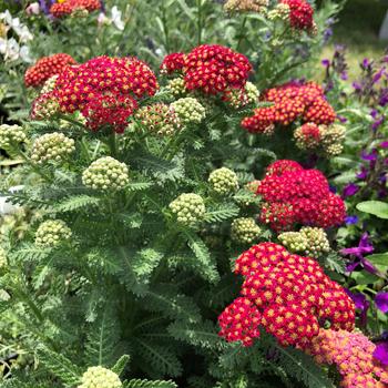 Achillea millefolium 'Heartthrob' 