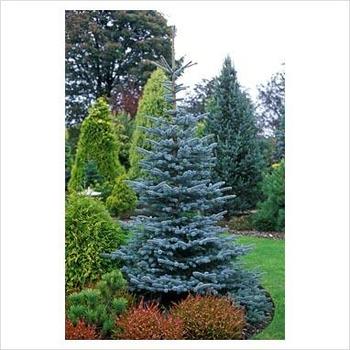 Picea pungens 'Girard Dwarf' 