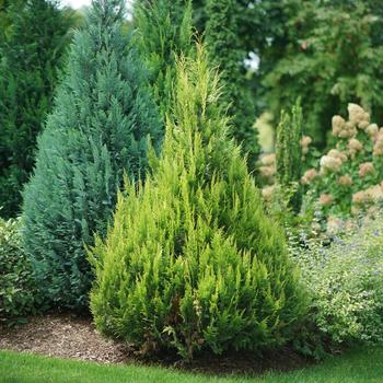 Chamaecyparis lawsoniana 'SMNCLMG' PP33228