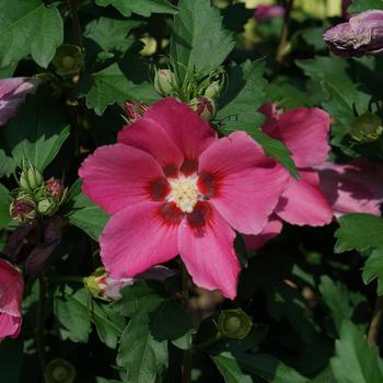 Hibiscus syriacus Paraplu Rouge™