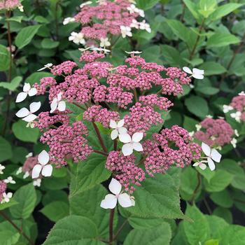 Hydrangea arborescens ssp radiata Invincibelle Lace®