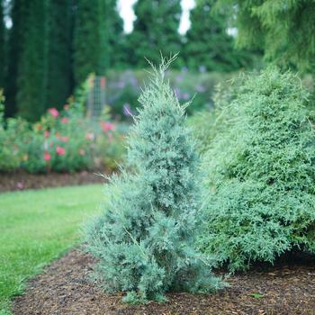 Juniperus virginiana 'Farrowjvbf' PP33287