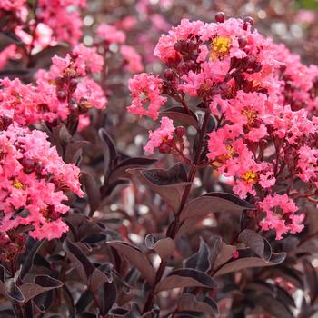 Lagerstroemia indica Center Stage® 'Coral'