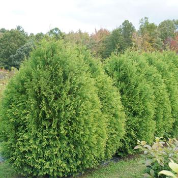 Thuja occidentalis 'SMNTDGT' 