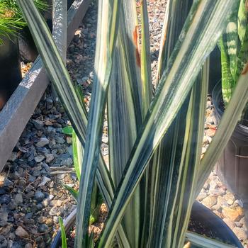 Sansevieria trifasciata 'Bantel's Sensation' 