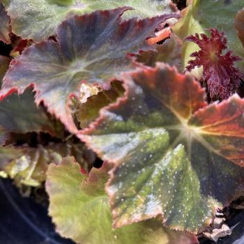 Begonia karwinskiana