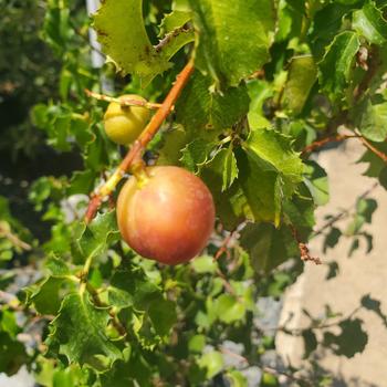 Prunus lyonii