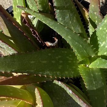 Aloe rudikoppe 'Little Gem' 