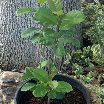 Ilex paraguariensis