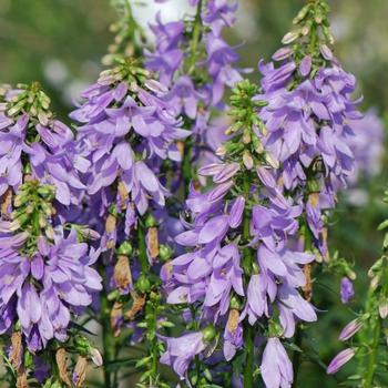 Adenophora confusa 'Gaudi Violet' 