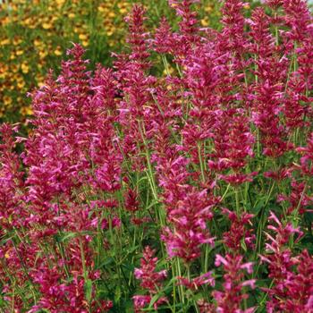 Agastache 'Heatwave'