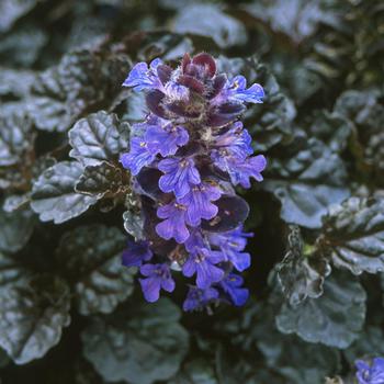 Ajuga reptans Walberton's® 'Black Scallop'