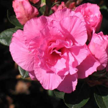Rhododendron Walberton's® 'Pink Ruffles'